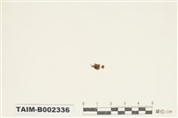 藏品(皺葉粗枝苔)的圖片